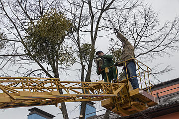 Санітарна обрізка дерев у місті проводиться більше 20 років